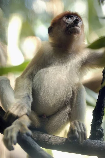 Eine Flache Aufnahme Eines Braunhaarigen Affen Der Auf Dem Baum — Stockfoto