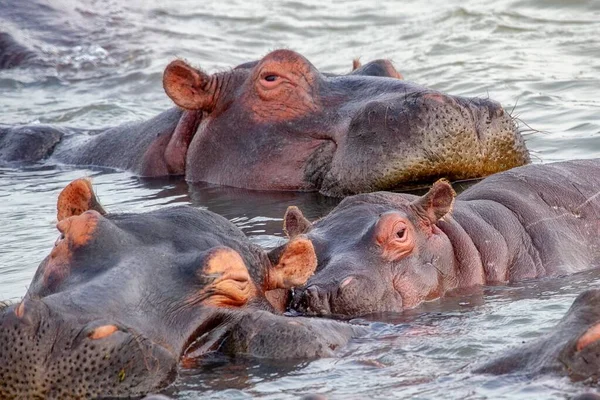Група Великих Гіпопотамамів Які Плавають Болоті Захопленому Лісі — стокове фото