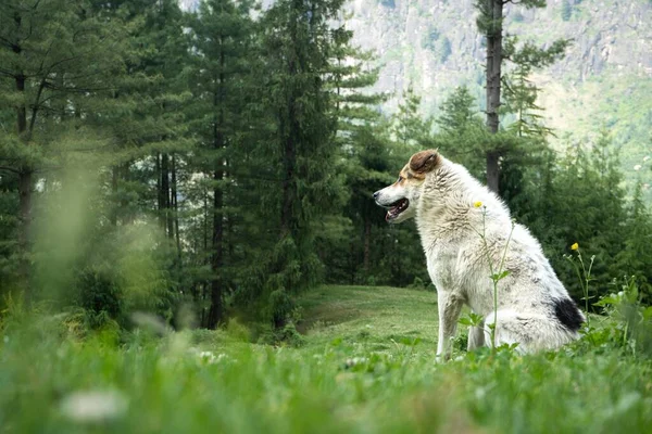 自然環境に生息する白いヒマラヤ犬 — ストック写真
