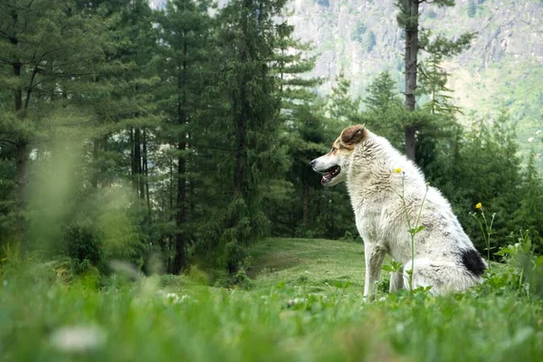 Perro Blanco Del Himalaya Descansando Entorno Natural —  Fotos de Stock