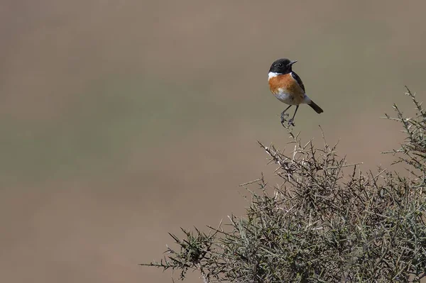 Een Kastanje Back Kuikentje Vogel Staand Takken Van Een Boom — Stockfoto