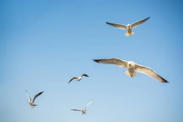 Low Angle Shot Gulls Flying Sunlight Blue Sky Daytime Concept — Stock Photo, Image