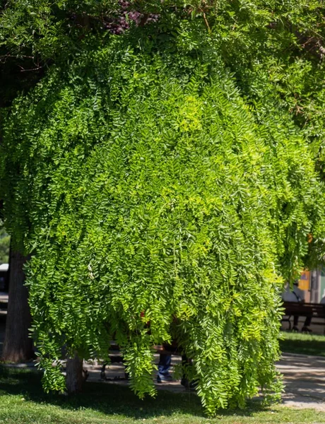 Árbol Verde Fresco Con Ramas Colgantes Parque —  Fotos de Stock