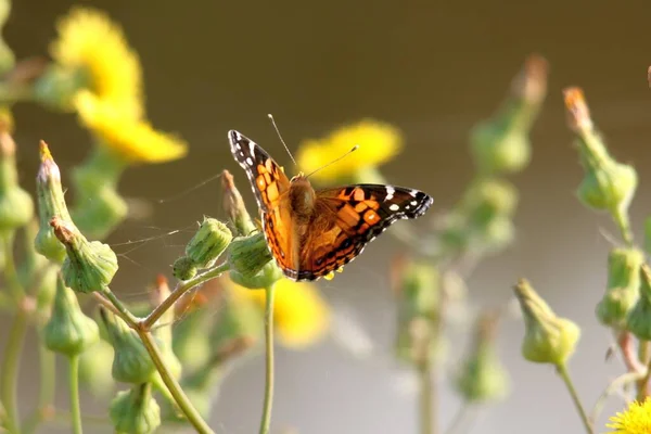 Foto Una Bella Mariposa Tomando Néctar Una Planta — Foto de Stock