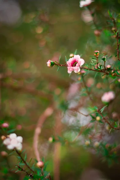 Las Flores Rosadas Las Ramas Árbol Floreciente —  Fotos de Stock