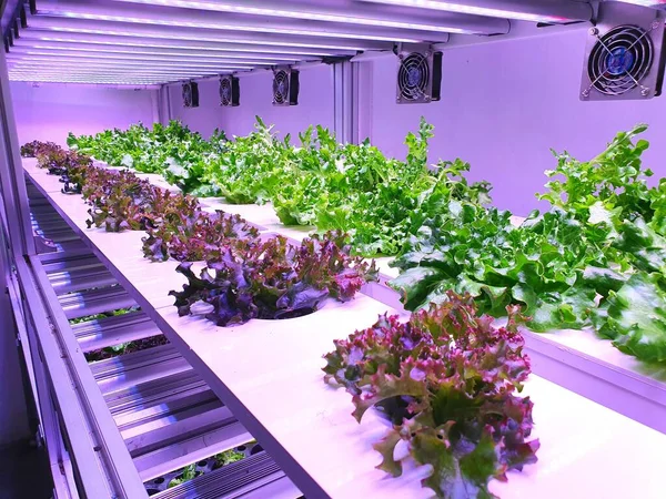 A special room equipped for growing plants in good conditions- perfect for plant growing business