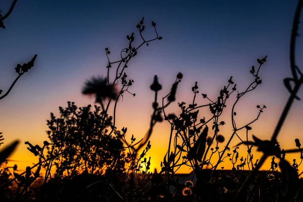 Die Silhouette Der Blumen Vor Dem Farbenfrohen Himmel Des Sonnenuntergangs — Stockfoto