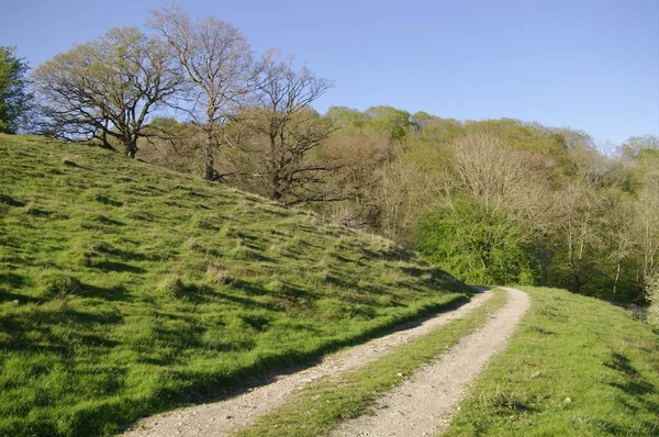 Une Route Dans Forêt Près Rivière Pendant Journée — Photo