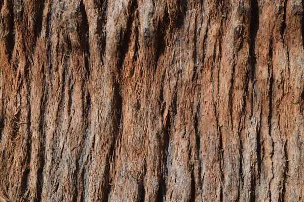 두꺼운 나무껍질 — 스톡 사진