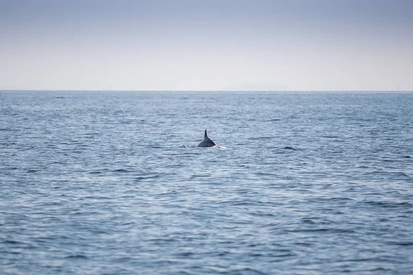 Ein Schuss Einer Delfinflosse Auf Dem Ozean — Stockfoto