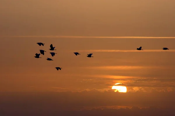 夕阳西下 一帧美丽的鸟儿在橙色的天空中飞翔 — 图库照片