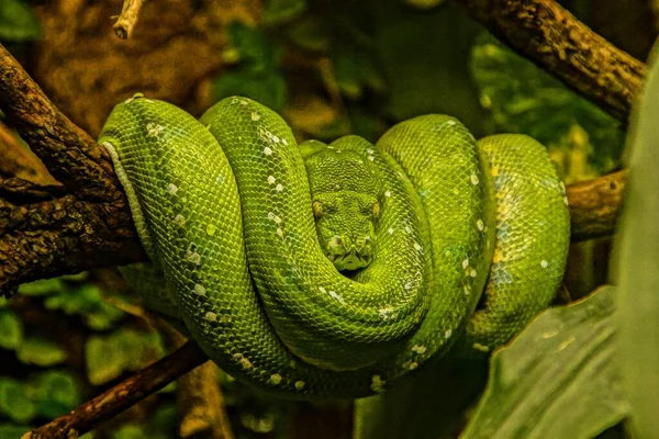 stock image A closeup shot of a green tree python hanging on tree branch