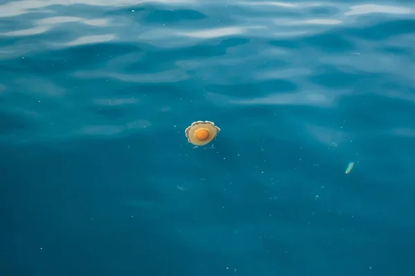 Trago Una Medusa Huevo Frito Nadando Océano —  Fotos de Stock