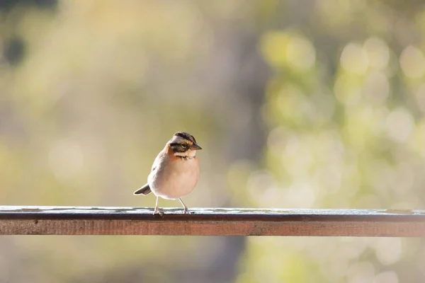 阳光灿烂的一天 一只麻雀栖息在铁栏杆上的特写镜头 — 图库照片