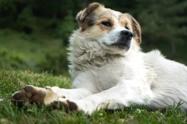 Perro Blanco Del Himalaya Descansando Entorno Natural —  Fotos de Stock