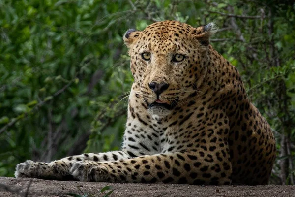 Tiro Foco Seletivo Cheetah Magnífico Sentado Entre Árvores Uma Floresta — Fotografia de Stock