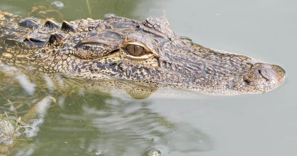 Plan Rapproché Tête Crocodile Dans Eau — Photo