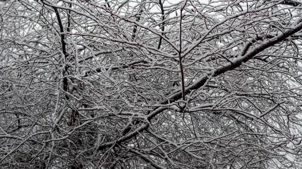 冬天被雪覆盖的树枝 — 图库照片