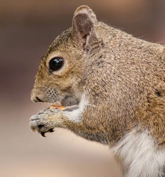 Closeup Shot Squirrel Eating Food — Stock Photo, Image