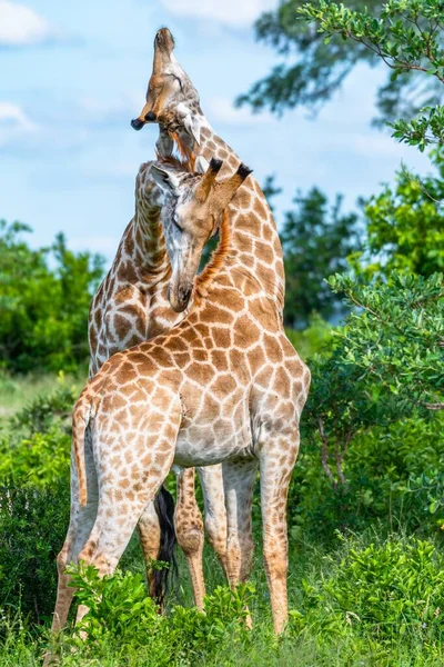 Tiro Foco Seletivo Vertical Girafas Com Árvores Fundo — Fotografia de Stock