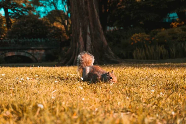 Une Belle Photo Écureuil Brun Dans Les Champs — Photo