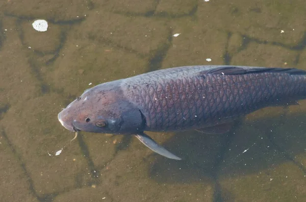 Een Close Shot Van Grijze Japanse Verlegenheid Rivier — Stockfoto