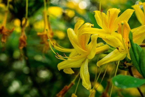 Detailní Záběr Žluté Zimolezu Květiny Rozmazaným Pozadím — Stock fotografie