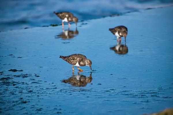 Close Shot Ruddy Turn Stone Birds Drinking Water — Stock fotografie