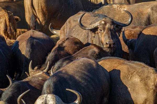 Uma Manada Búfalos Negros Capturados Dia Ensolarado Meio Deserto — Fotografia de Stock