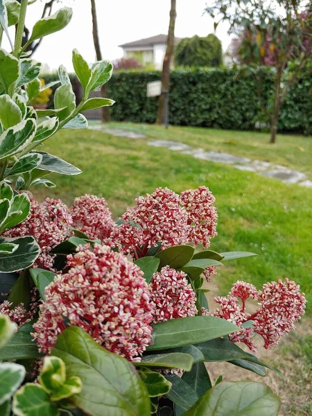 Tiro Seletivo Foco Skimmia Gramado Casa Com Fundo Borrado — Fotografia de Stock