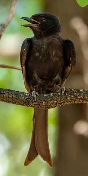 Vertical Shot Black Drongo Sitting Tree Branch Greenery Background — Stock Photo, Image