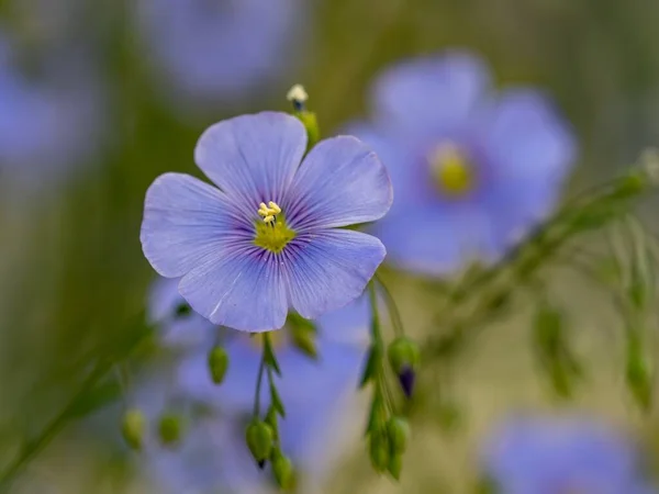 Een Close Shot Van Een Volle Bloei Paarse Geranium Bloem — Stockfoto