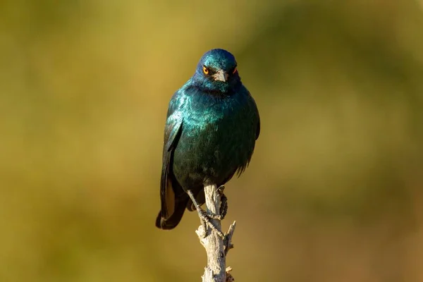 Selective Focus Shot Exotic Blue Black Bird Branch Tree — Stock Photo, Image