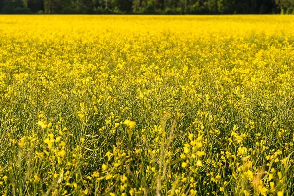 Mnoho Žlutých Květin Roste Velkém Poli Během Dne — Stock fotografie
