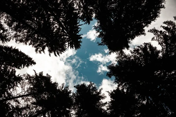 Árvores Floresta Debaixo Céu Nublado — Fotografia de Stock