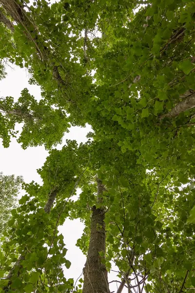 Μια Κάθετη Λήψη Χαμηλής Γωνίας Πράσινων Δέντρων Στο Πάρκο — Φωτογραφία Αρχείου