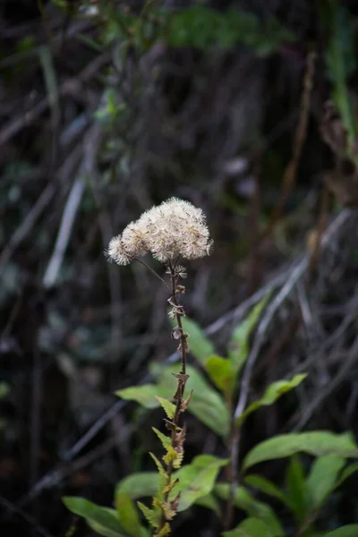 模糊背景下开花的绒毛植物的垂直特写 — 图库照片