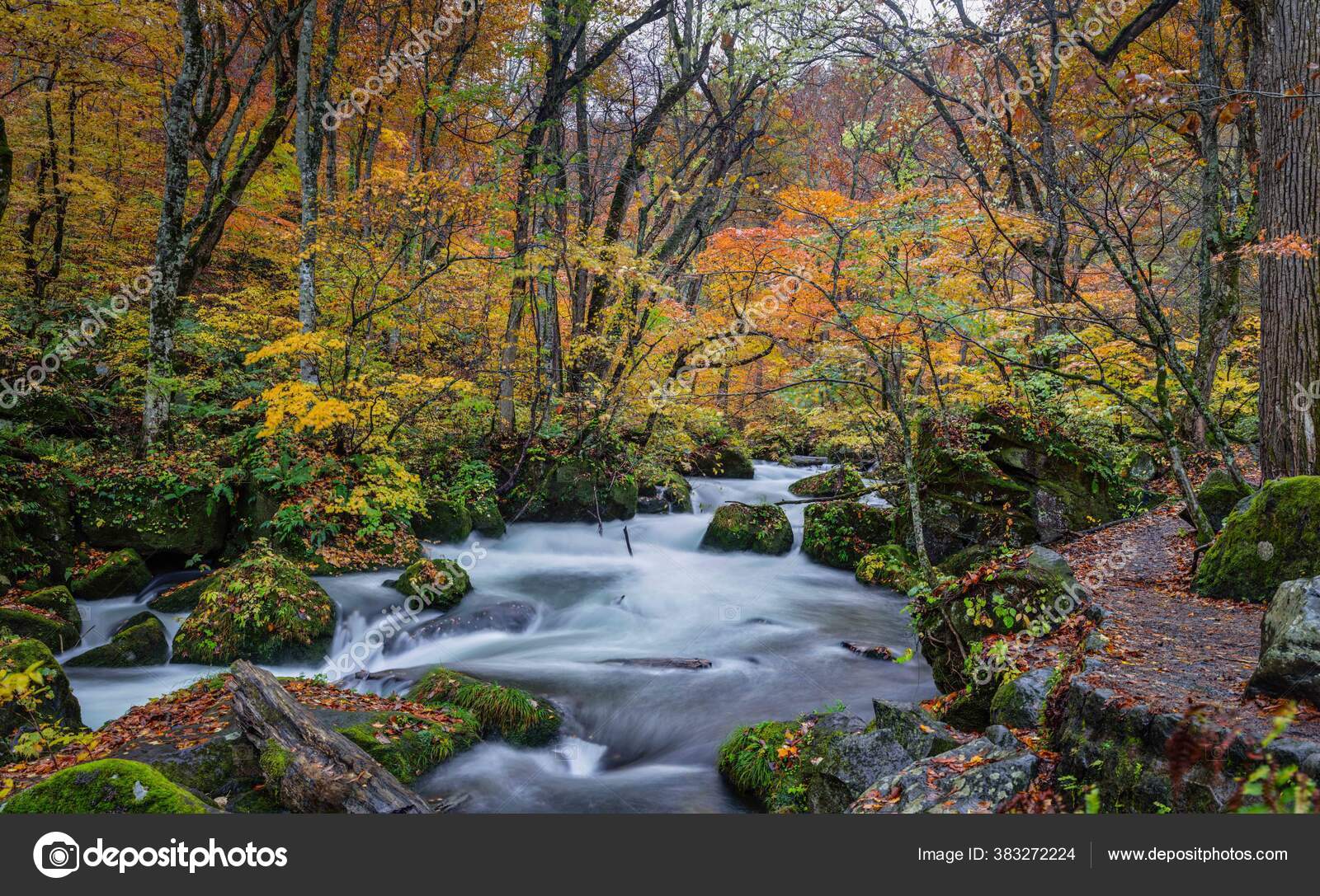Oirase Stream Aomori Prefecture Japan Autumn Stock Photo By C Wirestock