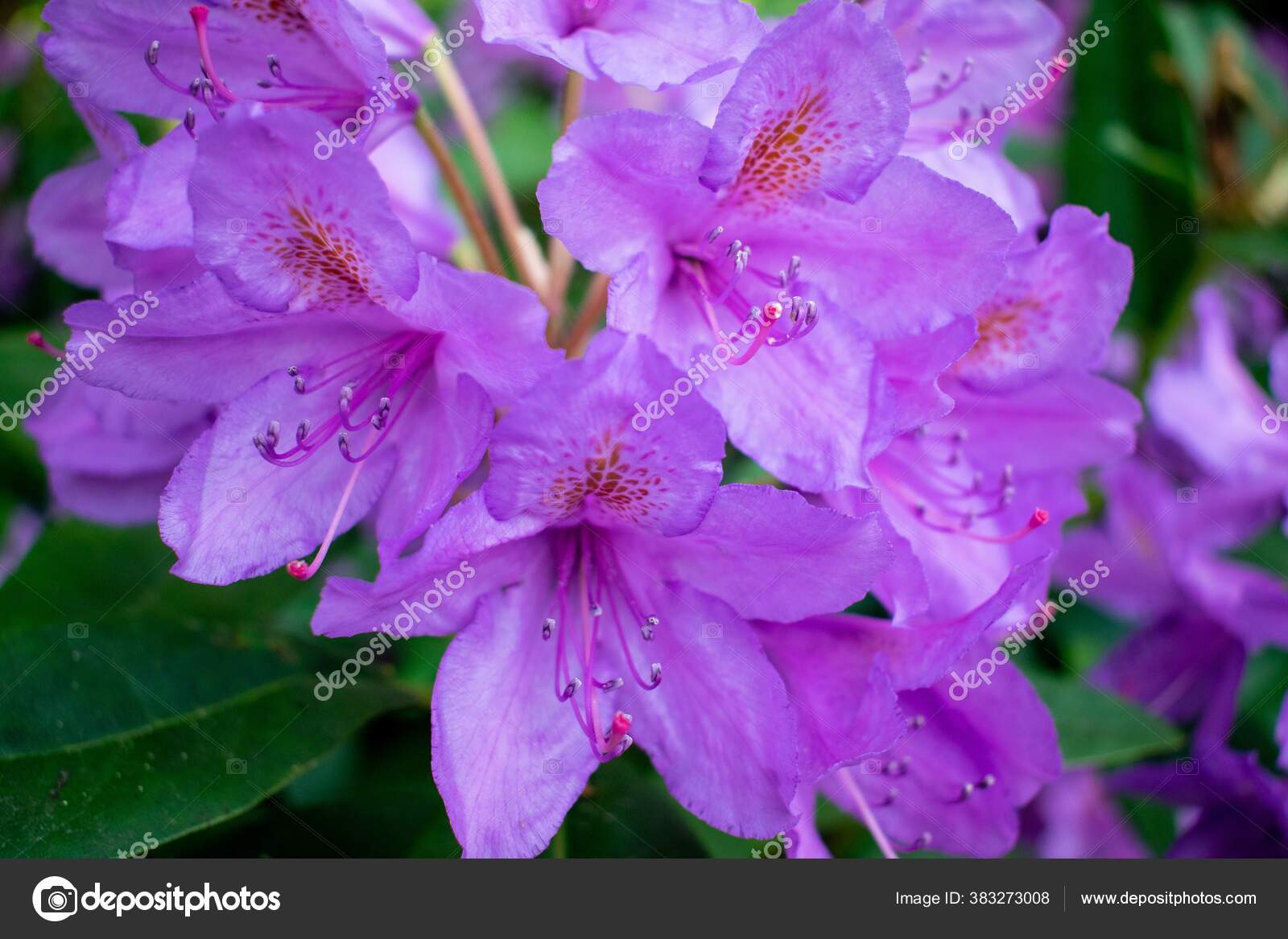 Primer Plano Una Flor Púrpura Azalea: fotografía de stock © Wirestock  #383273008 | Depositphotos