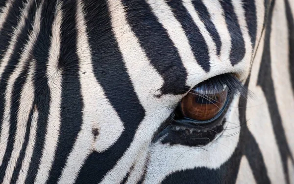 Eine Nahaufnahme Von Zebraauge — Stockfoto