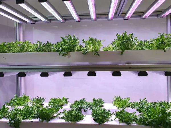 Ein Spezieller Raum Der Für Den Anbau Von Pflanzen Unter — Stockfoto