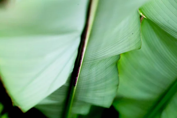 Селективный Фокус Зелёного Листа — стоковое фото