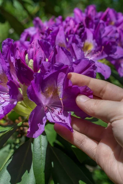 A vertical shot of a person holding purple Alstroemeriaceae flower