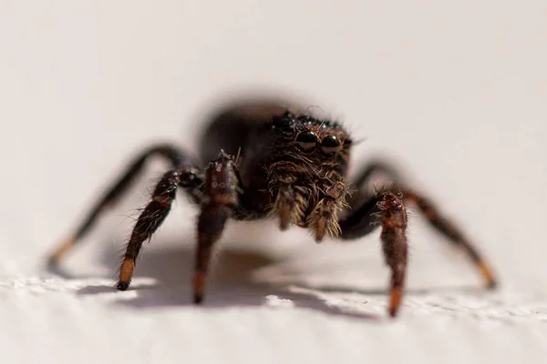 Eine Nahaufnahme Einer Niedlichen Spinne Auf Einer Weißen Oberfläche Mit — Stockfoto