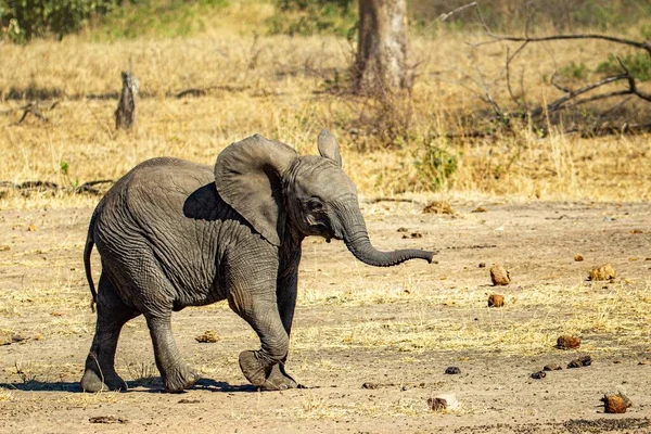 Pequeño Elefante Caminando Cerca Hierba Árboles Capturados Día Soleado Bosque — Foto de Stock