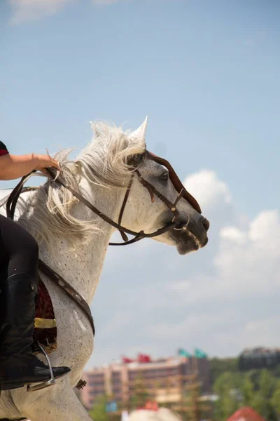 Tiro Vertical Uma Pessoa Montando Cavalo Branco Durante Dia — Fotografia de Stock