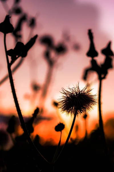 Den Siluett Blommor Mot Orange Lila Solnedgång Himlen — Stockfoto