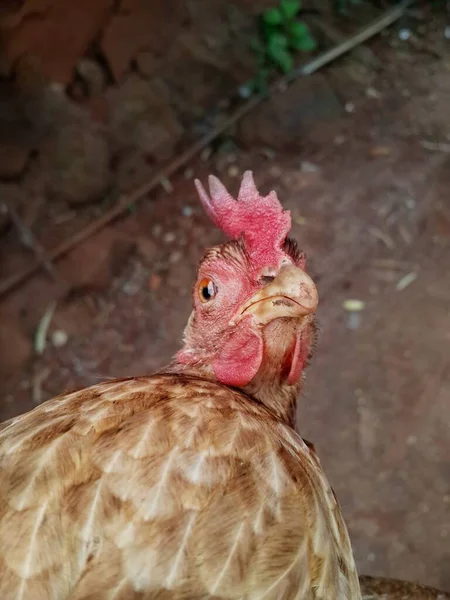 Una Messa Fuoco Selettiva Una Gallina Bruna Che Guarda Direttamente — Foto Stock