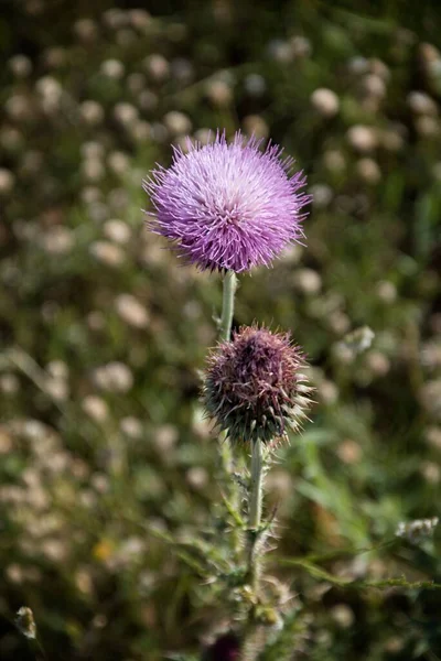 A closeup shot of the Milk thistle purple flowers