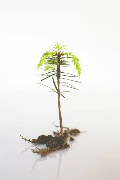 배경에 뿌리가 떨어져 성장하는 소나무의 — 스톡 사진
